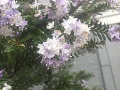 Veronica diosmifolia