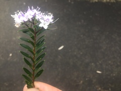 Veronica diosmifolia