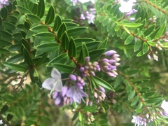 Veronica diosmifolia