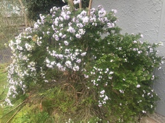 Veronica diosmifolia