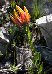 Liparia splendens comantha