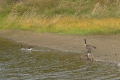 Branta canadensis maxima