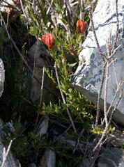 Liparia splendens comantha