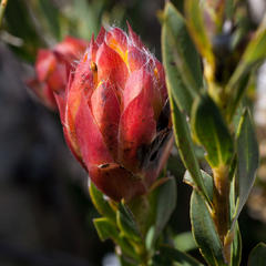 Liparia splendens comantha