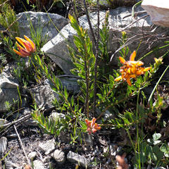 Liparia splendens comantha