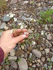 Dontostemon pinnatifidus