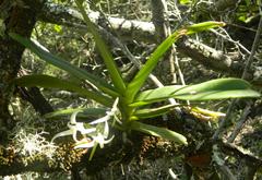 Cyrtorchis arcuata arcuata