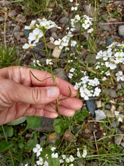 Dontostemon pinnatifidus