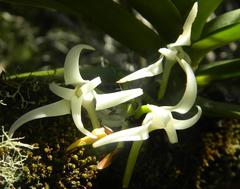 Cyrtorchis arcuata arcuata