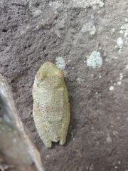 Itapotihyla langsdorffii