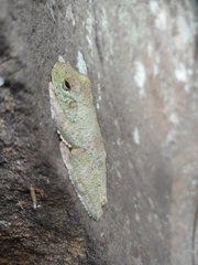 Itapotihyla langsdorffii