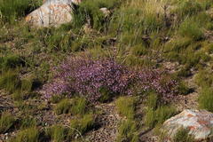 Prismatocarpus diffusus