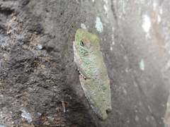 Itapotihyla langsdorffii