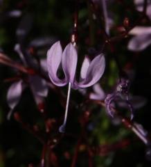 Prismatocarpus diffusus