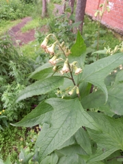 Parasenecio hastatus