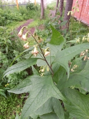 Parasenecio hastatus