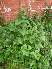 Parasenecio hastatus