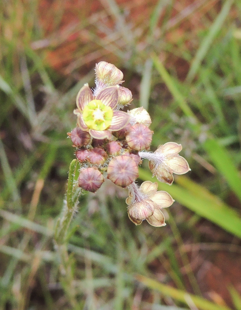 Aspidoglossum glanduliferum