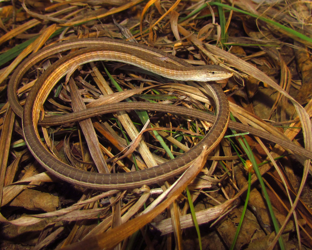 Large-Scale Grass Lizard