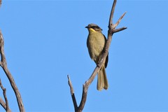 Lichenostomus cratitius