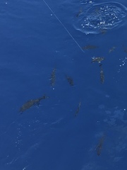 Caranx ruber