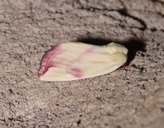 Thurberiphaga diffusa