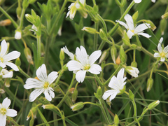 Cerastium arabidis