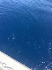Caranx ruber