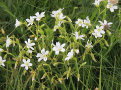 Cerastium arabidis