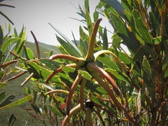 Eucalyptus lehmannii