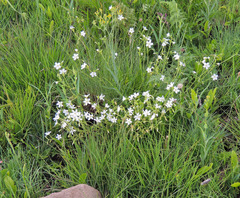 Cerastium arabidis