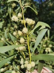 Acacia implexa