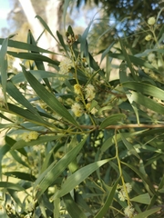 Acacia implexa
