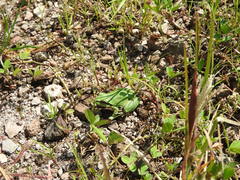 Hyla wrightorum