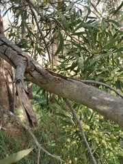 Acacia implexa