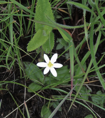 Hypoxis parvula albiflora