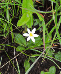 Hypoxis parvula albiflora