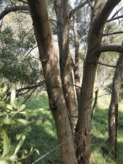 Acacia implexa