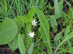 Hypoxis parvula albiflora