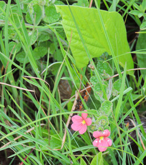 Jamesbrittenia breviflora