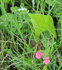 Jamesbrittenia breviflora
