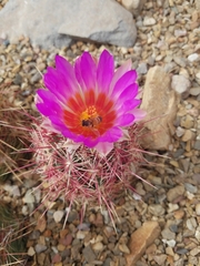 Thelocactus