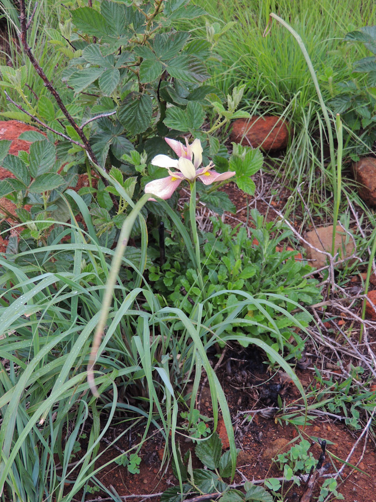 Moraea ardesiaca