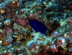 Centropyge fisheri