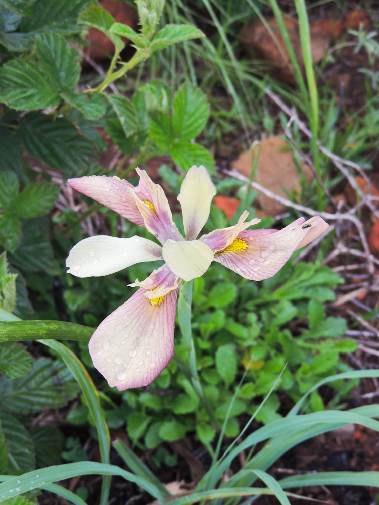 Crested Tulps