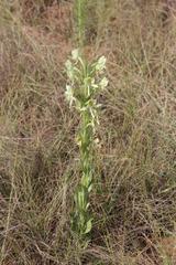 Habenaria epipactidea