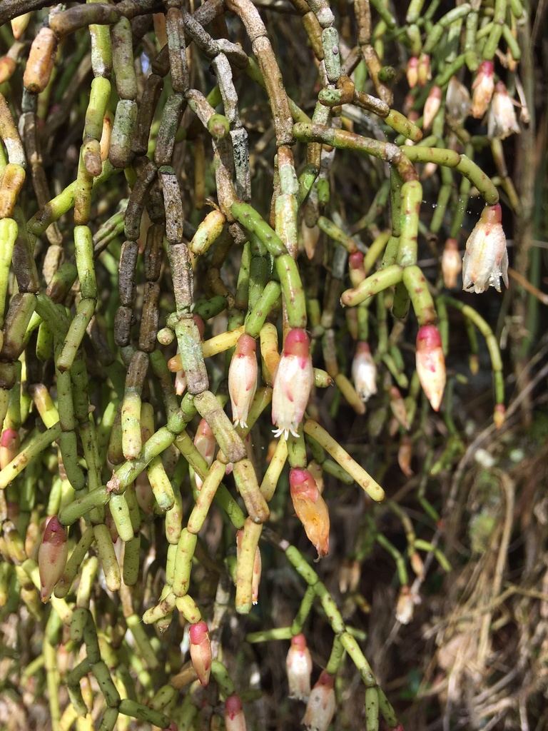 Rice cactus