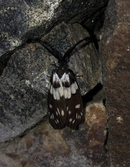 Eterusia aedea virescens