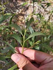Acacia calyculata