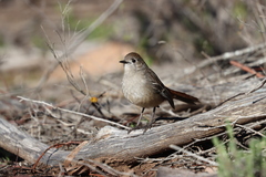 Drymodes brunneopygia